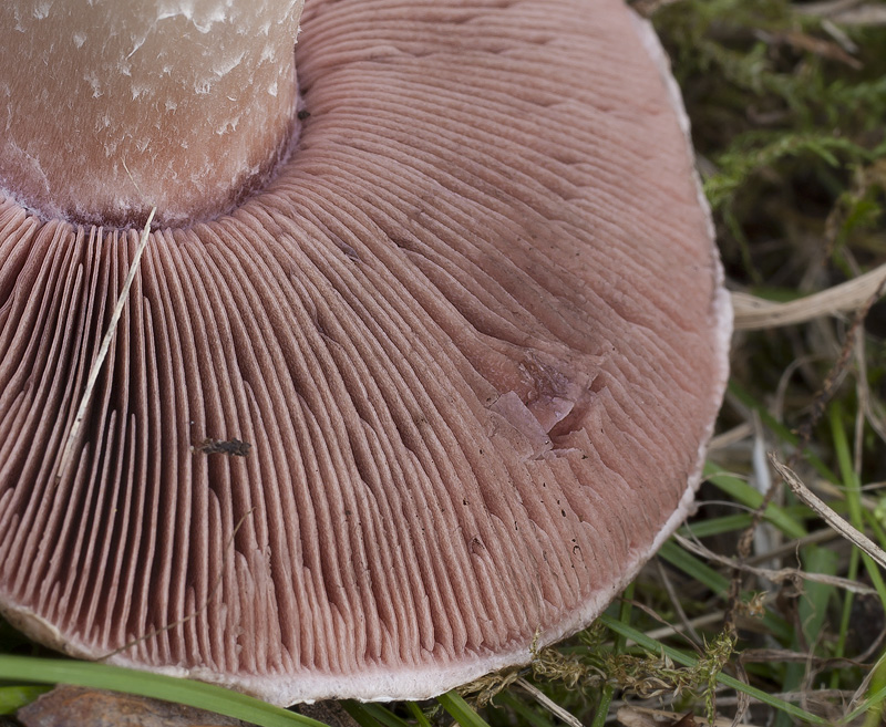 Agaricus moellerianus